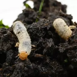 nemagreen_nematoden_gegen_engerlinge_im_zier-_und_sportrasen_1.jpg
