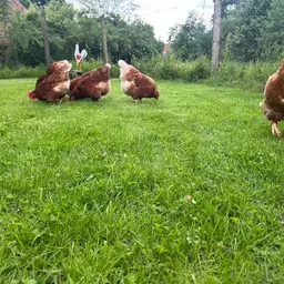 Hühnerauslauf.JPEG