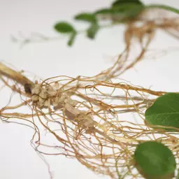 csm_Rhizobien_Erbse_5dd61cb53b rf30.jpg