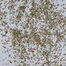 UFA 430 Gras HS (3).jpg