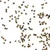 Schotenklee.jpg