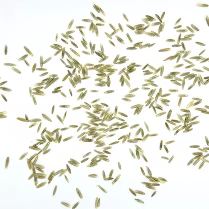 UFA U-Englisch Raigras_Saatgut.jpg