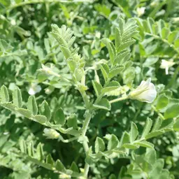 Pois chiches (8).JPG