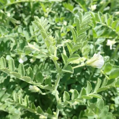 Pois chiches (8).JPG