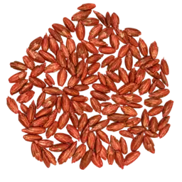 Dinkel gebeizt .png
