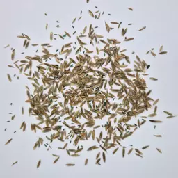 UFA Helvetia Gras (1).jpg