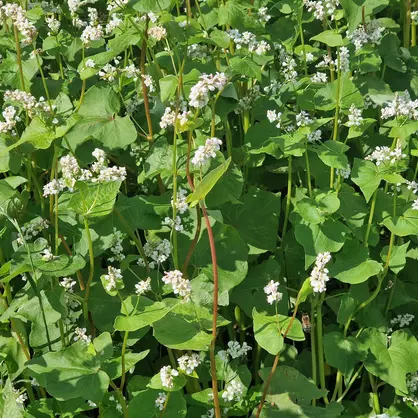 Buchweizen Aubonne.jpg