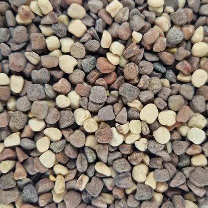 Platterbsen Merkur (1).jpg