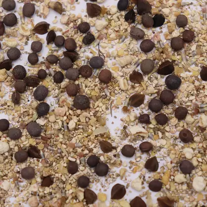 UFA-Nützlingsstreifen Kohl.JPG