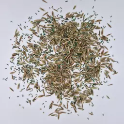 UFA 440 Gras HS (2).jpg