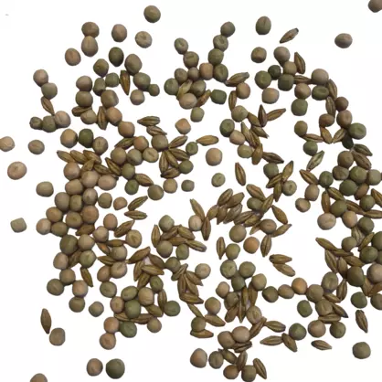 Mischung Wintergerste_Erbsen ungeb. Hintergrund weiss.png