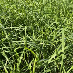 Knaulgras_Einzelkomponente.JPG