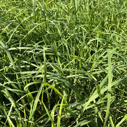 Knaulgras_Einzelkomponente.JPG