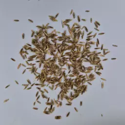 Bastard Raigras Bobak (5).jpg