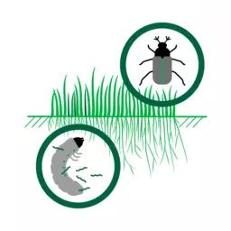 nemagreen_nematoden_gegen_engerlinge_im_zier-_und_sportrasen_9.png