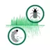 nemagreen_nematoden_gegen_engerlinge_im_zier-_und_sportrasen_9.png
