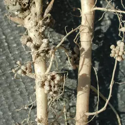 Luzerne Wurzeln mit Knöllchenbakterien, 11.5.01 0519.jpg