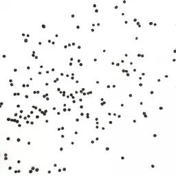 Sommerfutterraps Jumbo_Saatgut.jpg