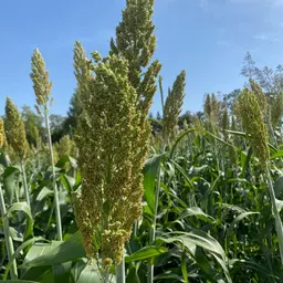 RAGT Vegga Sorghum.jpg