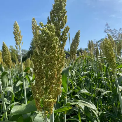 RAGT Vegga Sorghum.jpg