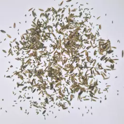 Swiss Gras HS MS (3).jpg