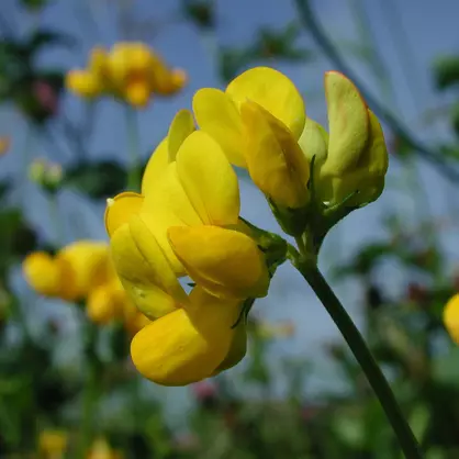 Lotus corniculatus, Gewöhnlicher Hornklee, 23.6.01 1296.jpg