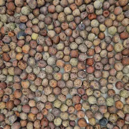 Blaue Bitterlupine Saatgut.jpg