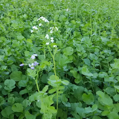 Ölrettich Defender.jpg