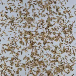 UFA 330 Gras (1).jpg