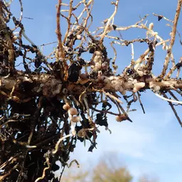 UFA_Legufit_Ackerbohne mit Knöllchen.JPG