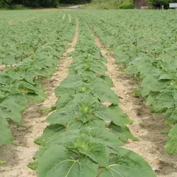 Sonnenblume Reihenschluss.jpg