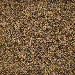 Perserklee Gorby (3).jpg