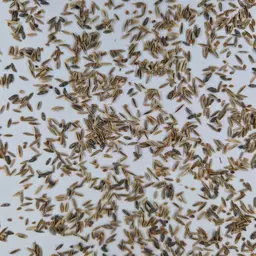 UFA Rekultivierung MS Gold (3).jpg