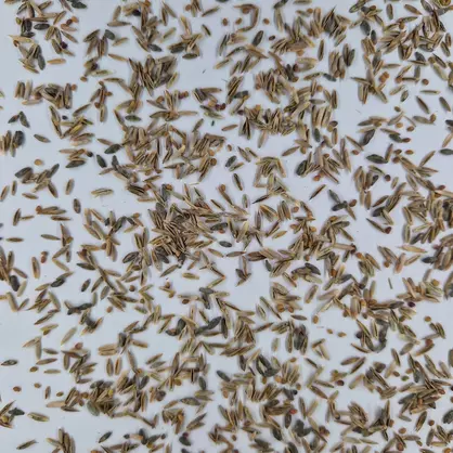 UFA Rekultivierung MS Gold (3).jpg