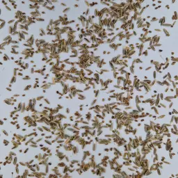 UFA Regina GOLD (3).jpg