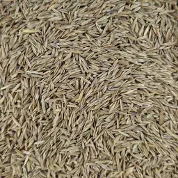 Wiesenschwingel Preval.jpg