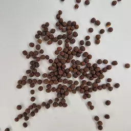 Sommerwicken (1).jpg