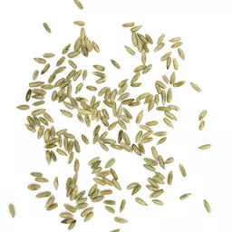 Gruenschnittroggen ungebeizt_Saatgut.jpg