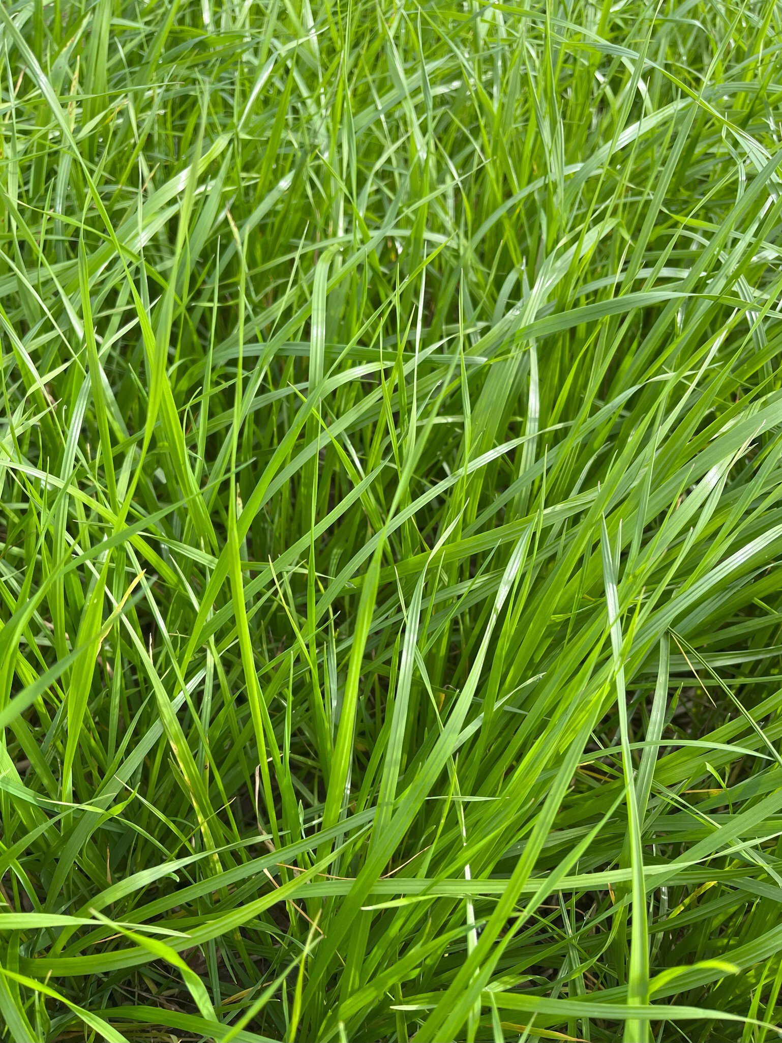 Westerwoldisches Raigras - Kaufen bei LANDI