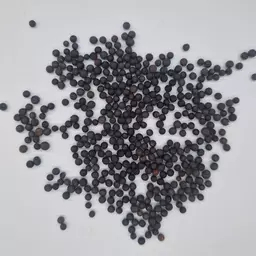 Winterwicken Zottelwicken.jpg