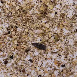 Obstbau Blühmischung Heuwiese CH-G.JPG