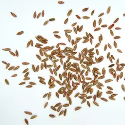 Gruenschnittroggen gebeizt_Saatgut.jpg