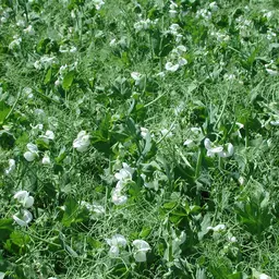 Sommereiweisserbsen 1345.jpg