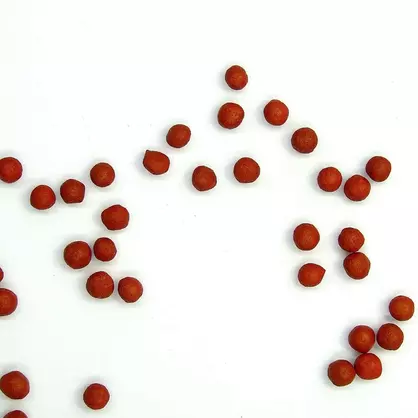 Futterrüben DLF Beet Seed.jpg