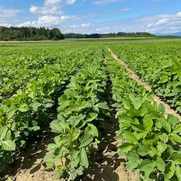 Soja Feld.jpg