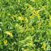 Melilotus officinalis.jpg