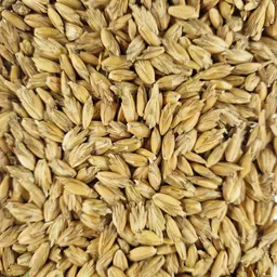 Dinkel_Ostro (1).jpg