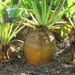 Futterrübe Geronimo.JPG