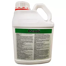 Pendi.png