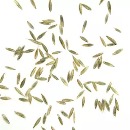 Rohrschwingel.jpg